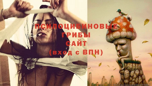 прущие грибы Коряжма